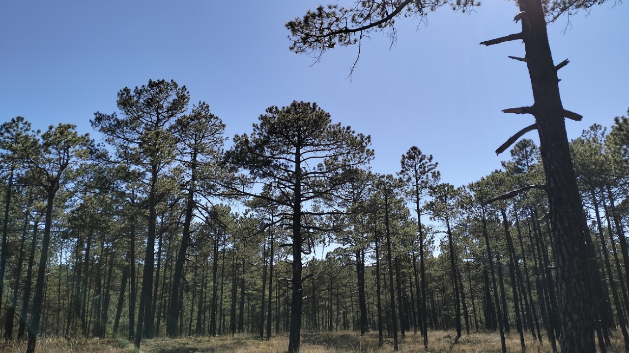 El increíble pino del bosque de Durango que llega a vivir 300 años, según la ciencia