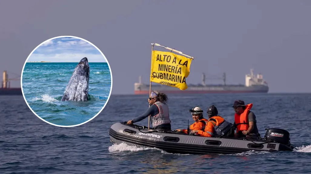Cancelan polémico proyecto minero Don Diego en el Golfo de Ulloa: triunfo ambiental en BCS
