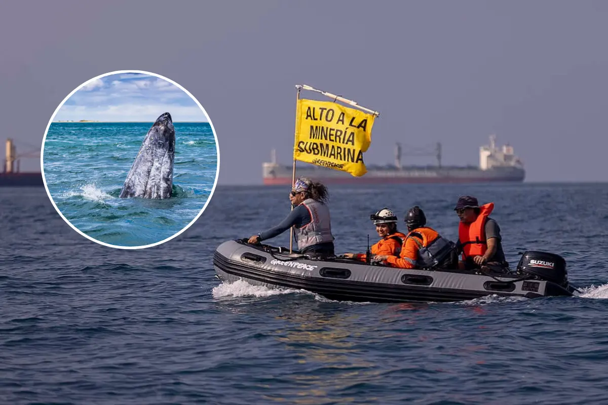 El Golfo de Ulloa, en Baja California Sur es un área de gran valor ecológico y hoy celebra la cancelación del polémico proyecto minero Don Diego. Foto: Green Peace / Turismo La Paz. / Canva