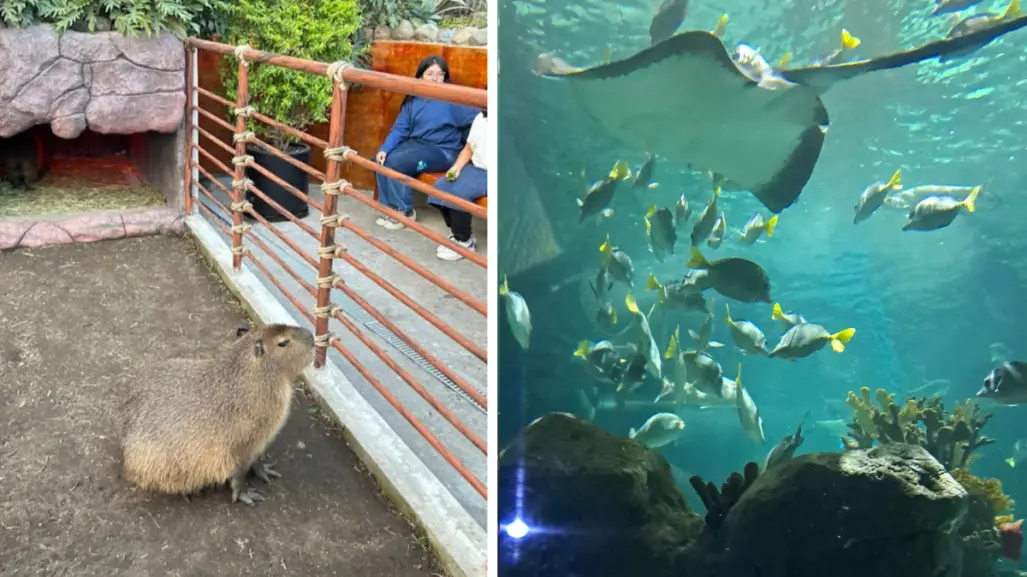 Conoce Michin el acuario más grande de Latinoamérica en CDMX