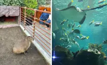 Conoce Michin el acuario más grande de Latinoamérica en CDMX