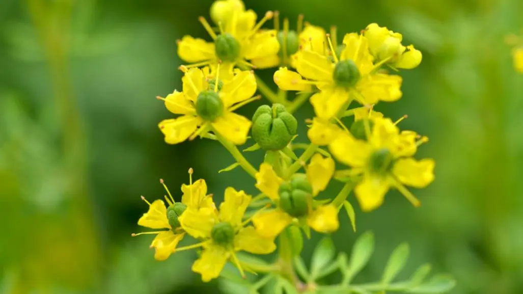 Esta es la planta nativa de Nuevo León que alivia dolores y calma los nervios de forma natural