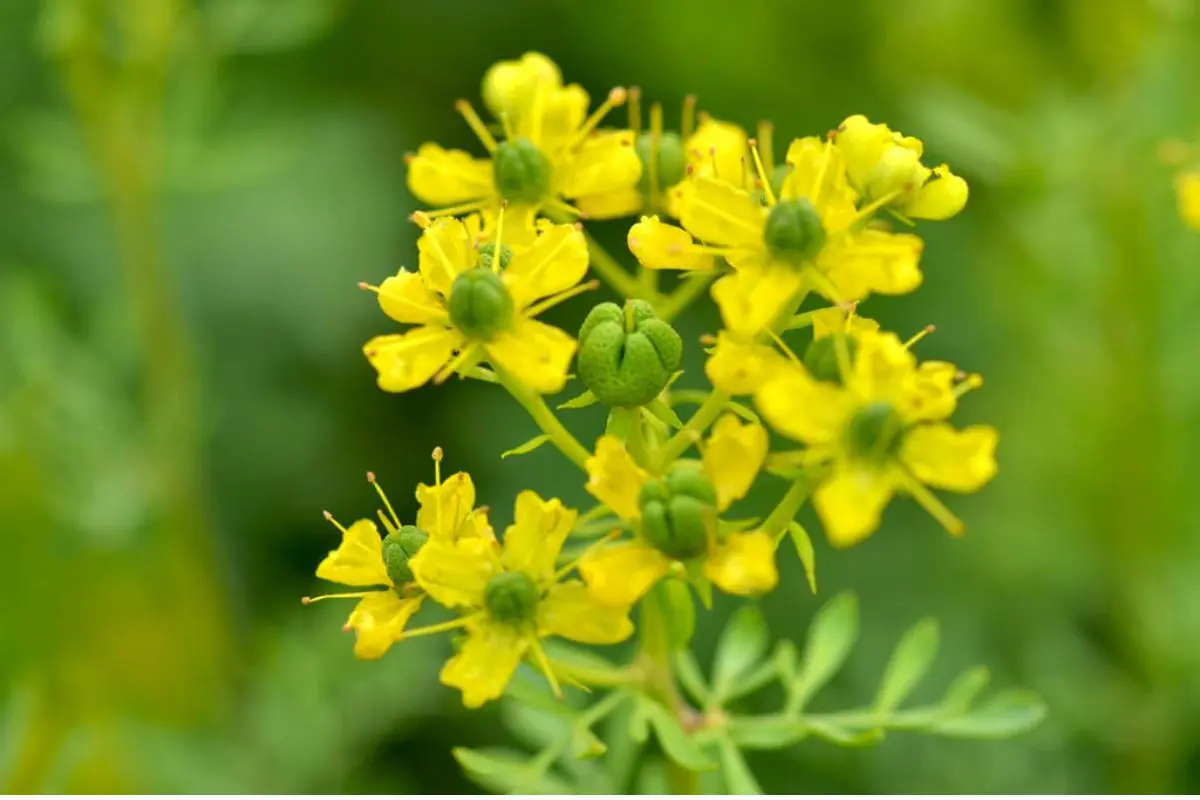 La ruda (Ruta graveolens) Foto: Canva
