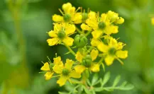 Esta es la planta nativa de Nuevo León que alivia dolores y calma los nervios de forma natural