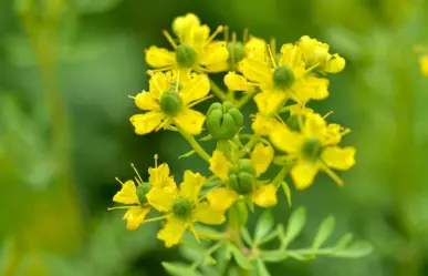 Esta es la planta nativa de Nuevo León que alivia dolores y calma los nervios de forma natural