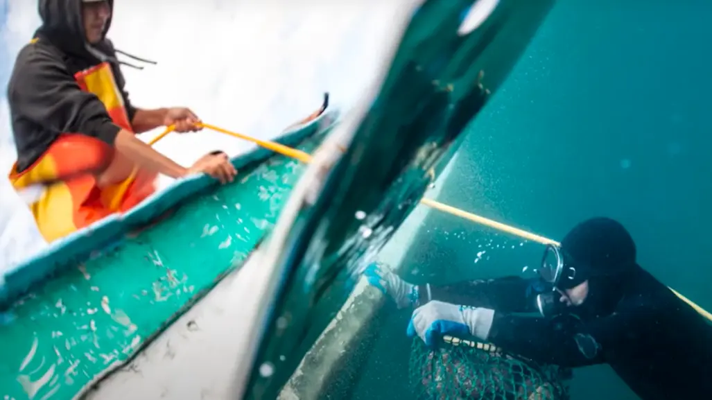 Nat Geo documenta el regreso del abulón azul en BCS: un rescate marino inspirador