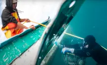 Nat Geo documenta el regreso del abulón azul en BCS: un rescate marino inspirador