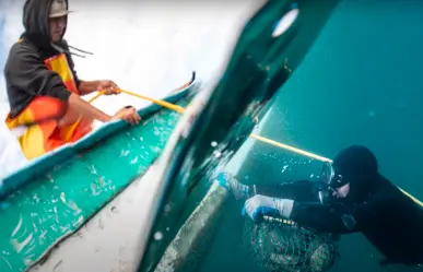 Nat Geo documenta el regreso del abulón azul en BCS: un rescate marino inspirador