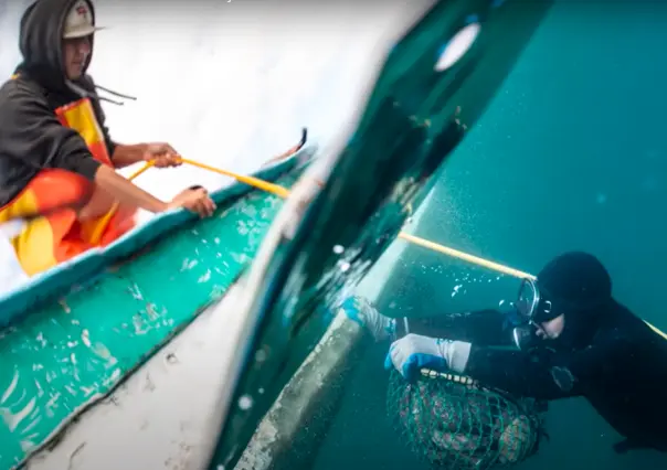 Nat Geo documenta el regreso del abulón azul en BCS: un rescate marino inspirador