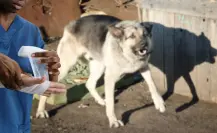 Dueños de perros pagarían daños por ataques, según iniciativa en el Congreso de BCS