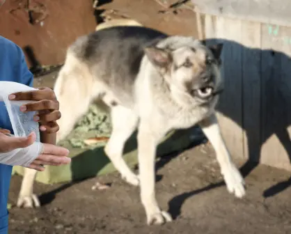 Dueños de perros pagarían daños por ataques, según iniciativa en el Congreso de BCS