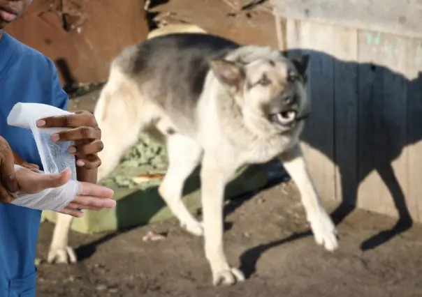 Dueños de perros pagarían daños por ataques, según iniciativa en el Congreso de BCS