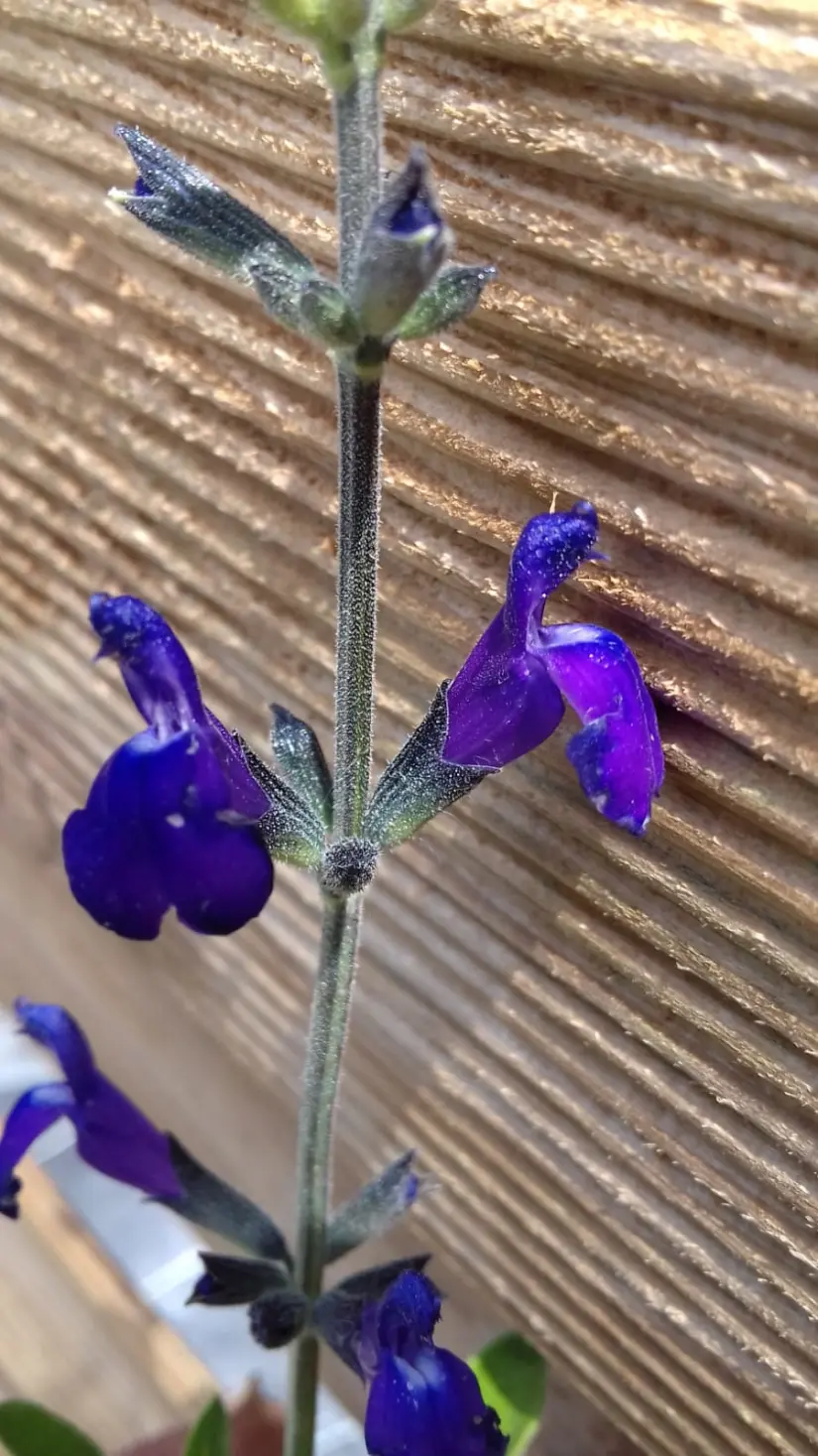Planta nativa de Coahuila / Foto: Les aromes du grés 