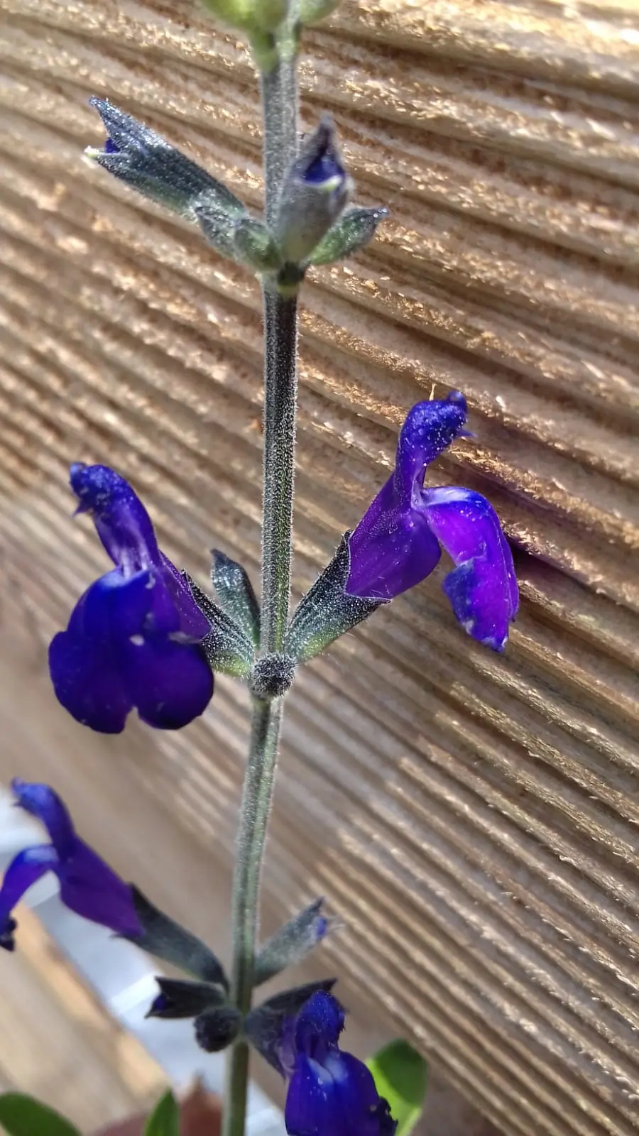 Planta nativa de Coahuila / Foto: Les aromes du grés 