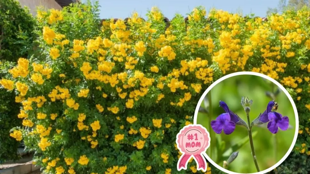 Día de las Madres: 3 flores nativas de Coahuila para regalar este 10 de mayo