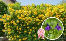Día de las Madres: 3 flores nativas de Coahuila para regalar este 10 de mayo 