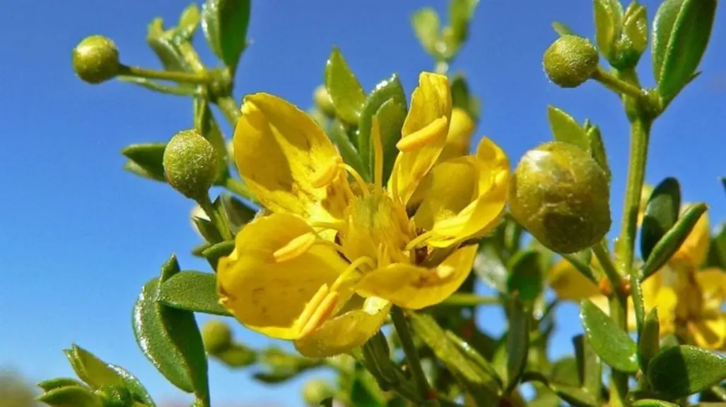 Esta es la planta nativa de Nuevo León con poderosos beneficios antiinflamatorios y desintoxicantes