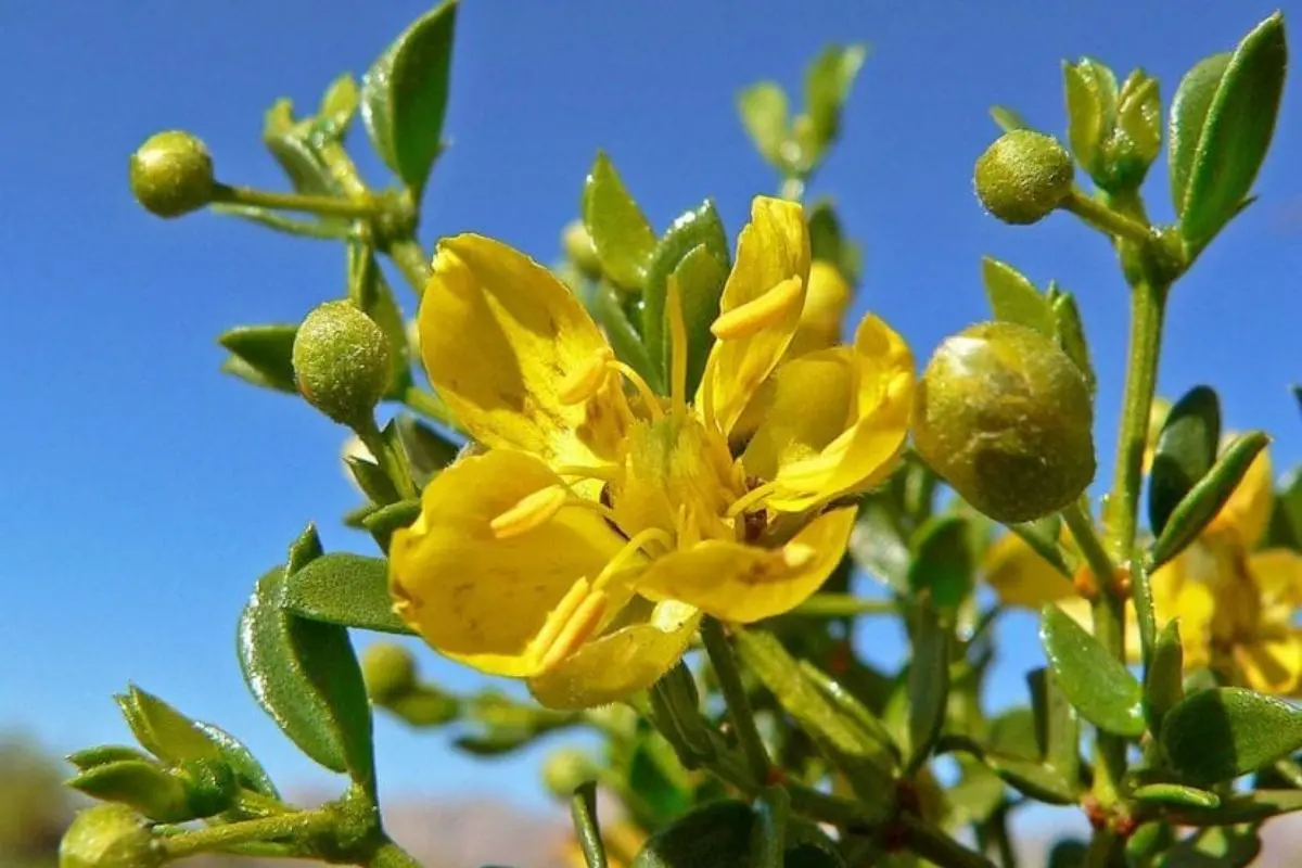 Descubre los beneficios de la planta Gobernadora Foto: Canva