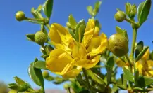 Esta es la planta nativa de Nuevo León con poderosos beneficios antiinflamatorios y desintoxicantes