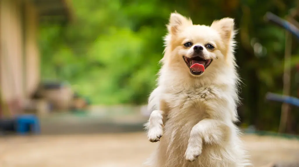 ¿Qué necesitan los perros para ser felices, según expertos?