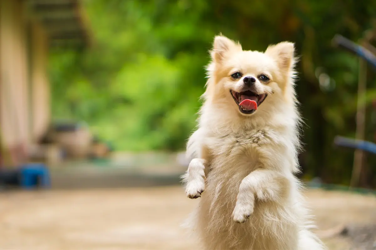 La felicidad de tu perro puede depender de factores inesperados que los veterinarios sugieren considerar en lugar de actividades comunes. Foto: Canva