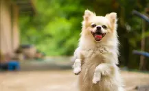 ¿Qué necesitan los perros para ser felices, según expertos?