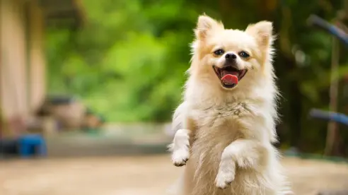¿Qué necesitan los perros para ser felices, según expertos?