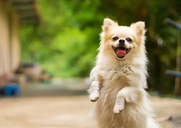 ¿Qué necesitan los perros para ser felices, según expertos?