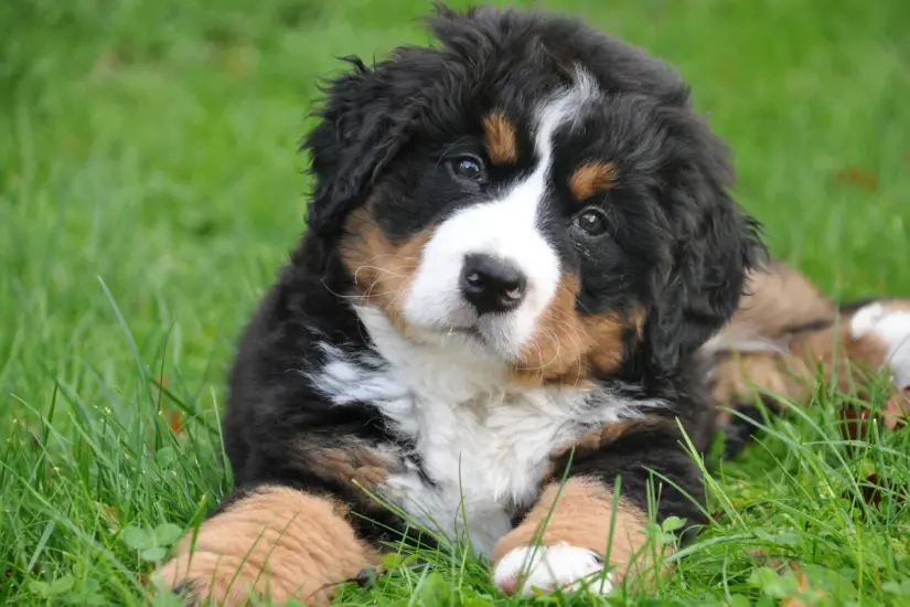 Es fundamental entender que la felicidad canina va más allá de jugar y pasear según los expertos en veterinaria. Foto: Canva
