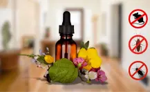 Herbolaria en Durango: el remedio natural para ahuyentar a los ratones