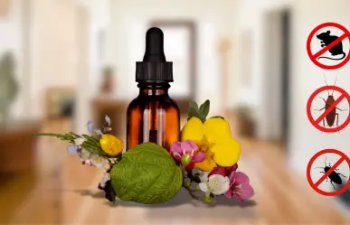 Herbolaria en Durango: el remedio natural para ahuyentar a los ratones