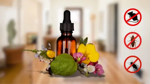 Herbolaria en Durango: el remedio natural para ahuyentar a los ratones