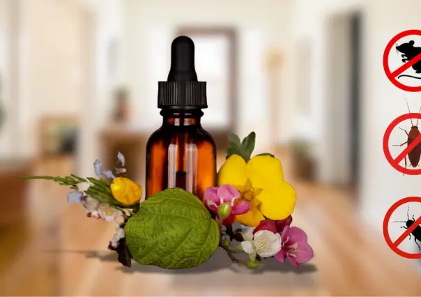 Herbolaria en Durango: el remedio natural para ahuyentar a los ratones