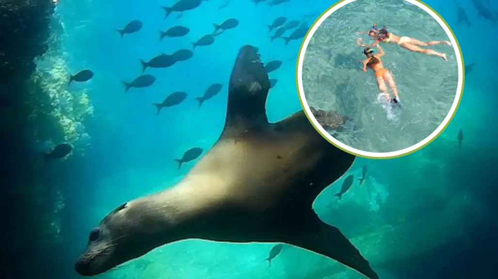 ¿Por qué la isla Espíritu Santo es la mejor opción para el snorkel en La Paz?