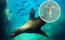 ¿Por qué la isla Espíritu Santo es la mejor opción para el snorkel en La Paz?