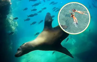 ¿Por qué la isla Espíritu Santo es la mejor opción para el snorkel en La Paz?