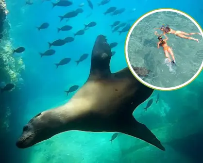 ¿Por qué la isla Espíritu Santo es la mejor opción para el snorkel en La Paz?