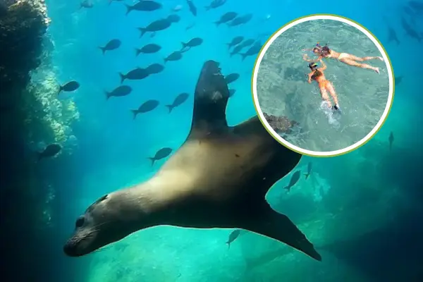 ¿Por qué la isla Espíritu Santo es la mejor opción para el snorkel en La Paz?