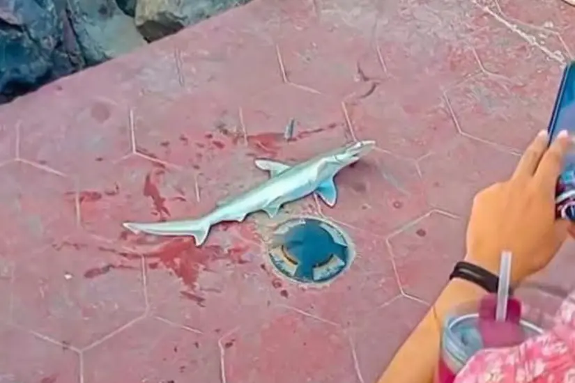 El ejemplar de tiburón cabeza de pala fue capturado accidentalmente por pescadores locales. Foto: Axel Hassel