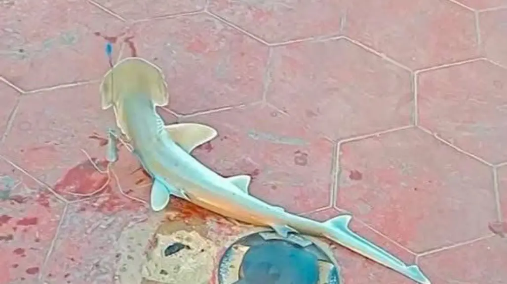Capturan tiburón cabeza de pala en playa Miramar 