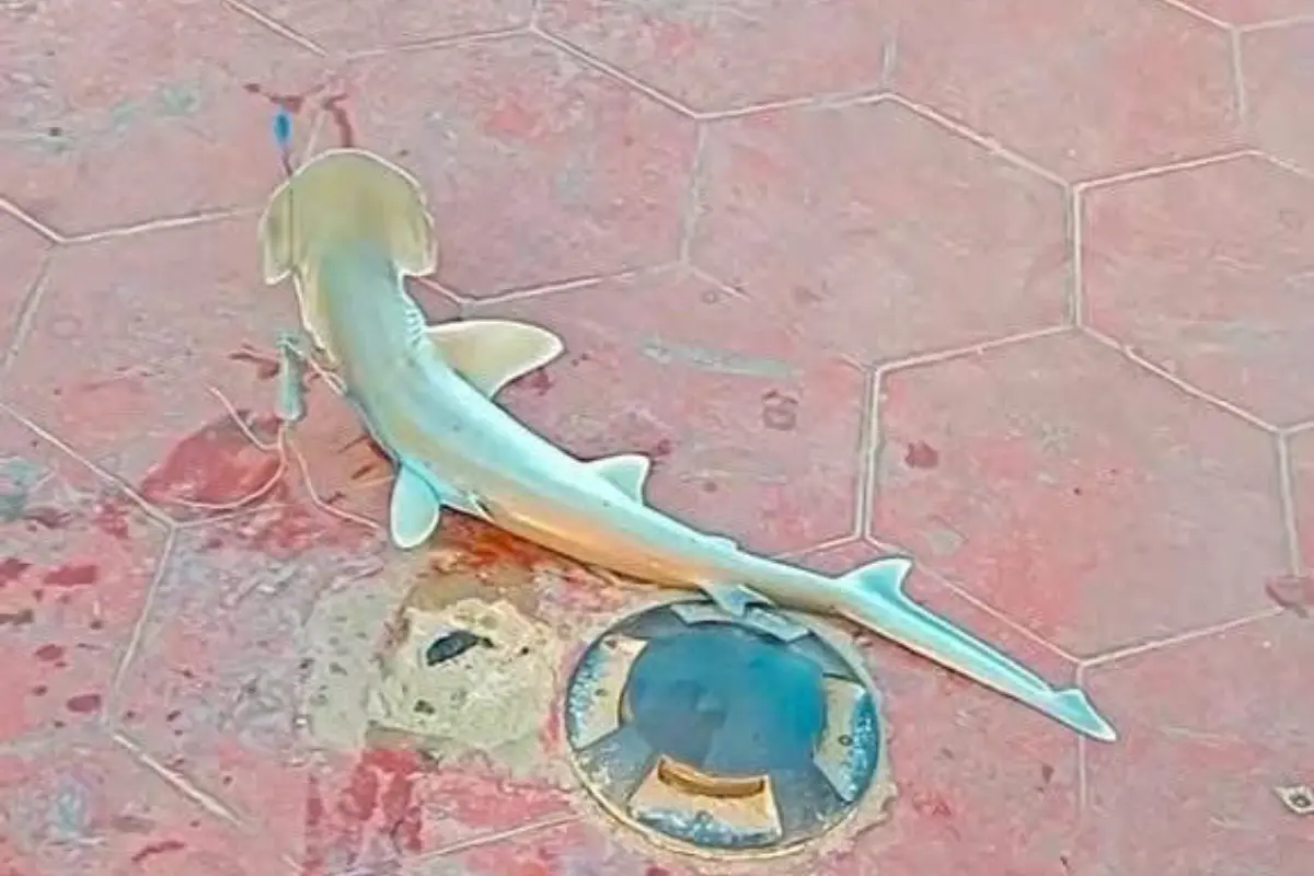 El espécimen capturado se trataría de una cría de tiburón cabeza de pala. Foto: Axel Hassel