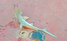 Capturan tiburón cabeza de pala en playa Miramar 
