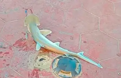 Capturan tiburón cabeza de pala en playa Miramar 