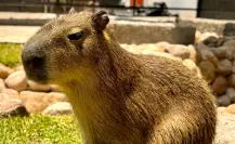 VIDEO | Así luce el nuevo capibara del zoológico de Durango, presentado este Día del Niño
