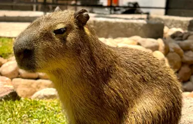 VIDEO | Así luce el nuevo capibara del zoológico de Durango, presentado este Día del Niño