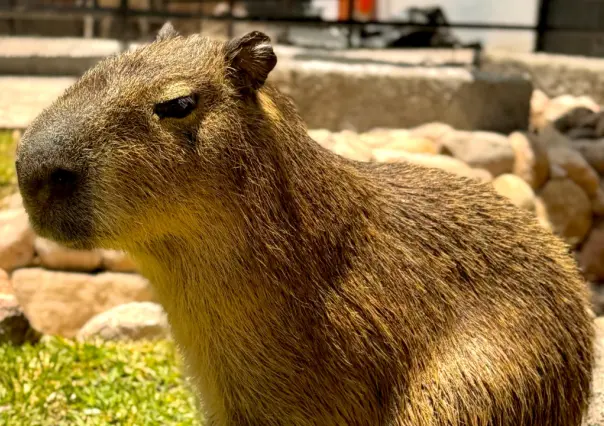 VIDEO | Así luce el nuevo capibara del zoológico de Durango, presentado este Día del Niño