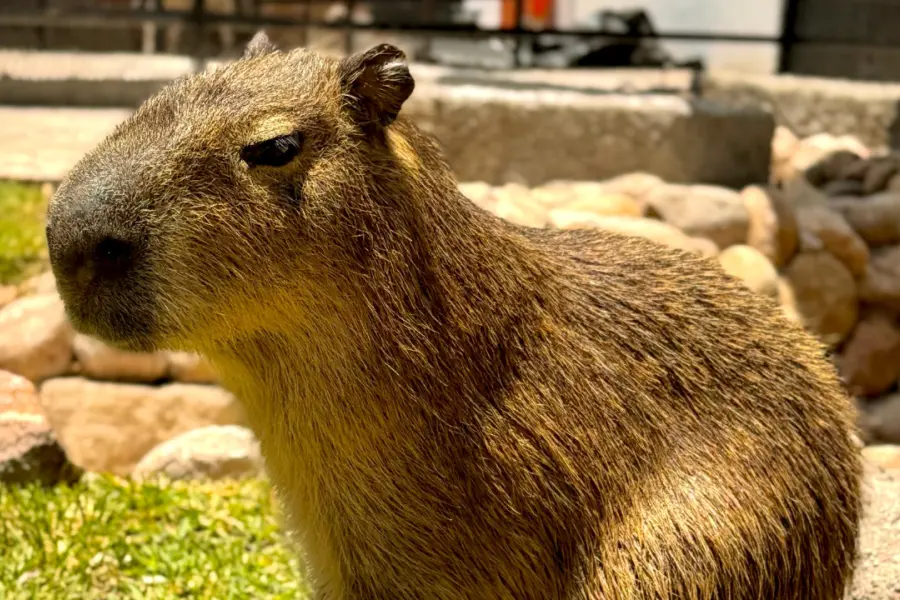 VIDEO | Así luce el nuevo capibara del zoológico de Durango, presentado este Día del Niño