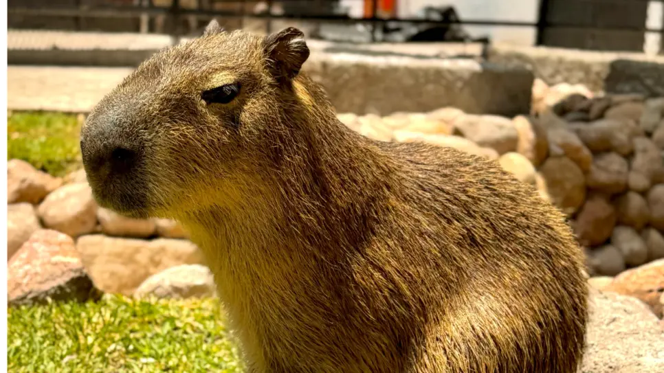 VIDEO | Así luce el nuevo capibara del zoológico de Durango, presentado este Día del Niño