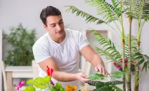 5 trucos para que tus plantas estén sanas y bellas en primavera