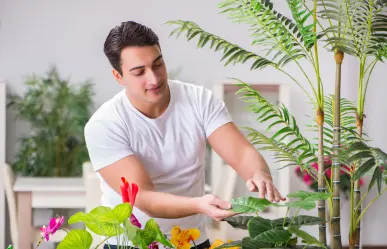 5 trucos para que tus plantas estén sanas y bellas en primavera